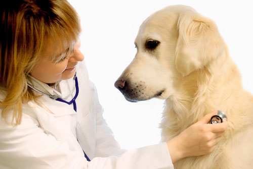 лечение собак