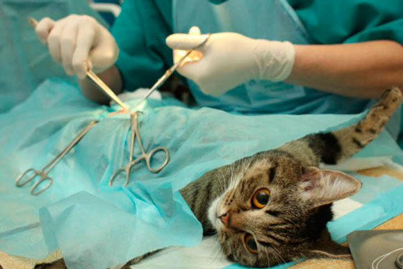 Стоимость стерилизации кошек