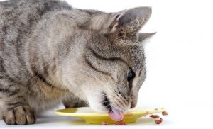 питание после кастрации котов
