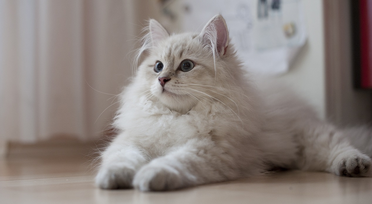 Стерилизация кошек в ветеринарной клинике «ВетЛекарь» (Москва): подробности  проведения процедуры